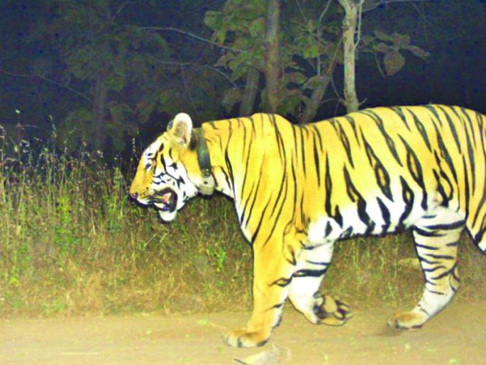 Tigress will Enter in Gyanganga Sanctuary after removing dangers! | धोके दुर केल्यानंतर ज्ञानगंगा अभयारण्यात सोडणार वाघीण! Tigress will Enter in Gyanganga Sanctuary after removing dangers! | धोके दुर केल्यानंतर ज्ञानगंगा अभयारण्यात सोडणार वाघीण!