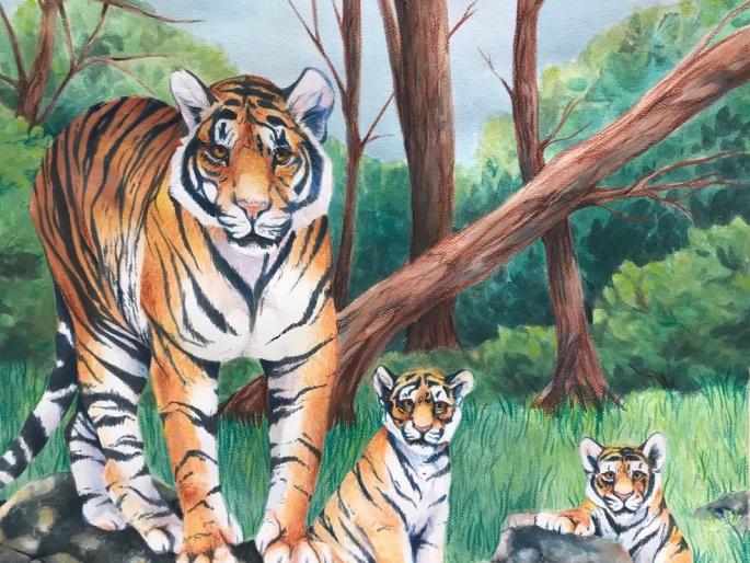 Suspension on to unconscious of the tigress in Brahmapuri | ब्रह्मपुरीतील वाघिणीला बेशुद्ध करण्यावर स्थगिती Suspension on to unconscious of the tigress in Brahmapuri | ब्रह्मपुरीतील वाघिणीला बेशुद्ध करण्यावर स्थगिती