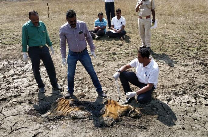 Tigress dead raze in mud | गाळात फसून वाघिणीचा मृत्यू Tigress dead raze in mud | गाळात फसून वाघिणीचा मृत्यू