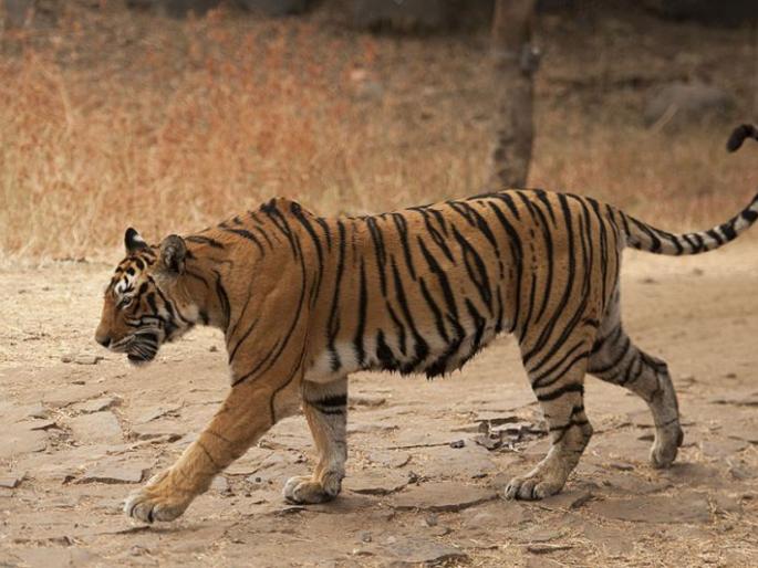 Challenge the order to kill T-1 Tigress | टी-१ वाघिणीला ठार मारण्याच्या आदेशाला आव्हान Challenge the order to kill T-1 Tigress | टी-१ वाघिणीला ठार मारण्याच्या आदेशाला आव्हान