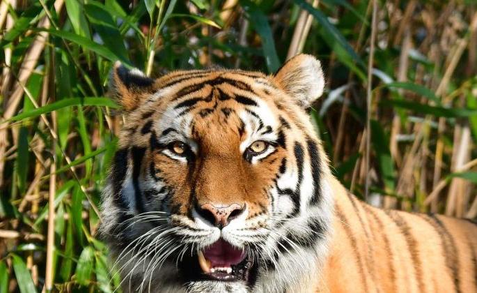 The maneater tigress of Yavatmal district will be captured unconsciously | यवतमाळ जिल्ह्यातील नरभक्षक वाघिणीला बेशुद्ध करूनच पकडले जाईल The maneater tigress of Yavatmal district will be captured unconsciously | यवतमाळ जिल्ह्यातील नरभक्षक वाघिणीला बेशुद्ध करूनच पकडले जाईल