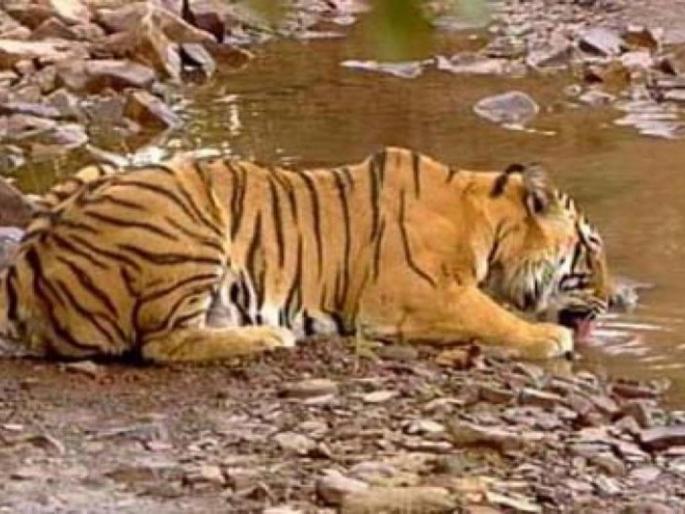 Waiting for a partner to go to 'Jaan' in Maharajbag | महाराजबागेतील ‘जान’ला जोडीदाराची प्रतीक्षा Waiting for a partner to go to 'Jaan' in Maharajbag | महाराजबागेतील ‘जान’ला जोडीदाराची प्रतीक्षा