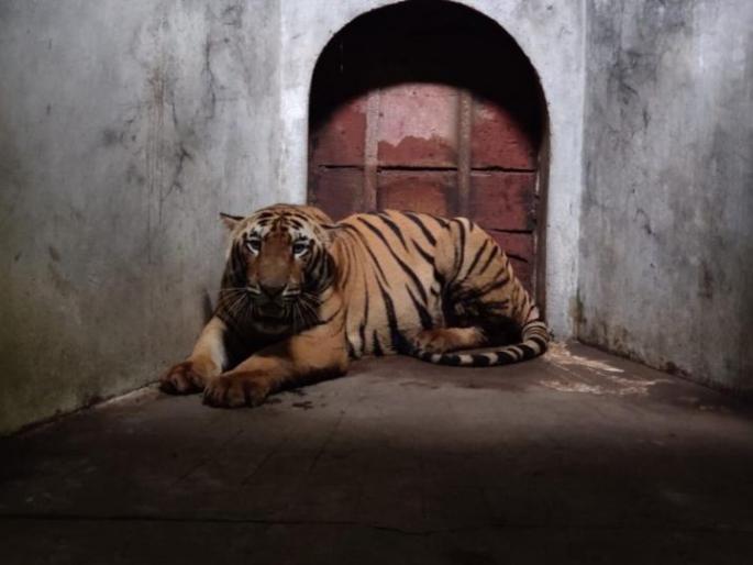 ‘Jaan’ from Maharaj Bagh got a partner | महाराज बागेतील ‘जान’ला मिळाला जोडीदार ‘Jaan’ from Maharaj Bagh got a partner | महाराज बागेतील ‘जान’ला मिळाला जोडीदार