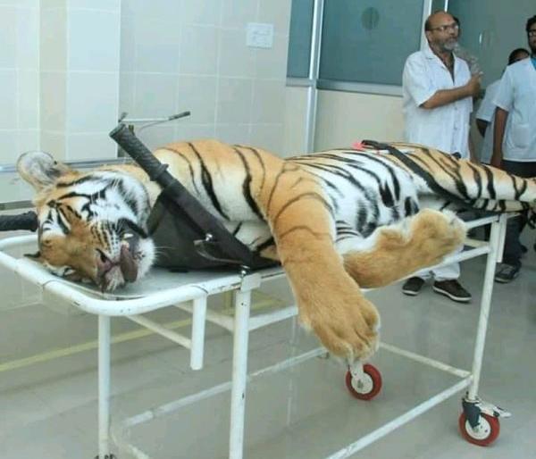 The man eater tigress Avani gave fire in Nagpur | नरभक्षी वाघिण अवनीला नागपुरात दिला अग्नी