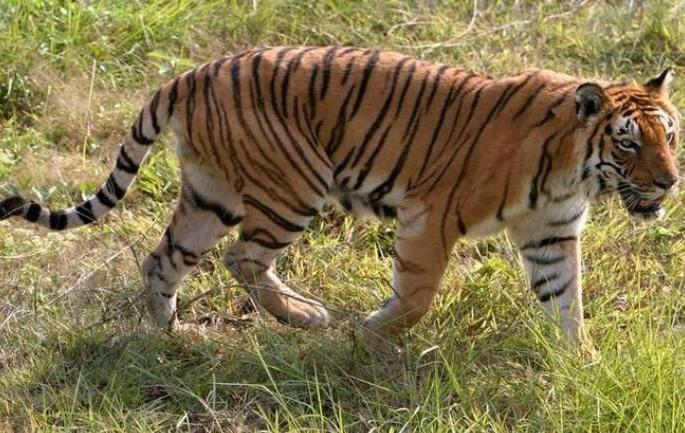 Search operation for the Tigress: Forest department fitted cameras | वाघिणीसाठी जामठ्यात सर्च आॅपरेशन : वन विभागाने लावले कॅमेरे Search operation for the Tigress: Forest department fitted cameras | वाघिणीसाठी जामठ्यात सर्च आॅपरेशन : वन विभागाने लावले कॅमेरे