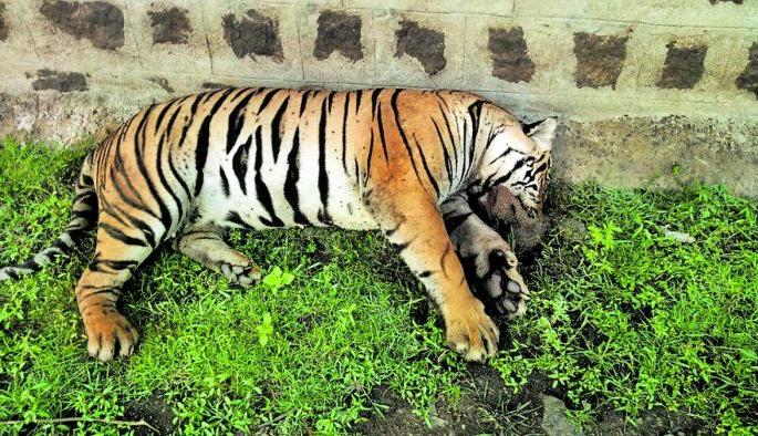 Senior forest officers in Maharashtra will go to to investigate Sharmila | शर्मिलीच्या तपासासाठी महाराष्ट्रातील वरिष्ठ वनाधिकारी जाणार