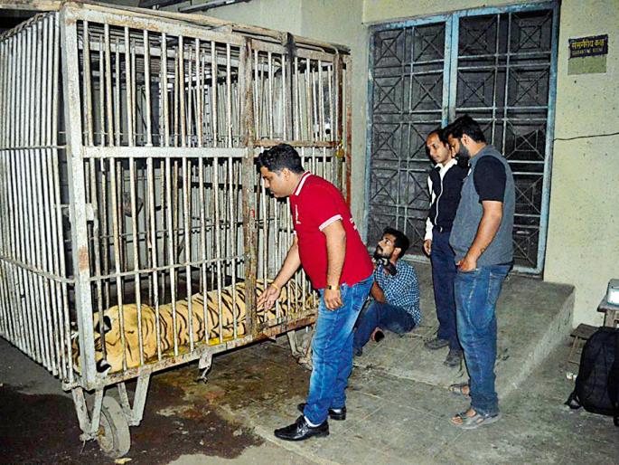 Kidney Dysfunction of tigress 'Jai' in Maharajbag, due to Snake bite | साप चावल्यामुळे महाराजबागेतील वाघिण ‘जाई’ची किडनी निकामी