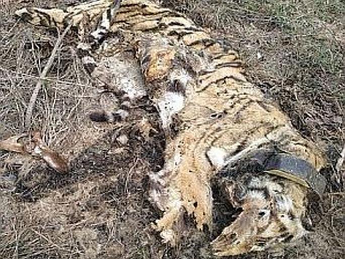 caller id of dead tigress was not working from last six months | 'त्या' वाघिणीचे कॉलर आयडी होते सहा महिन्यांपासून बंद; वनविभागाचे दुर्लक्ष caller id of dead tigress was not working from last six months | 'त्या' वाघिणीचे कॉलर आयडी होते सहा महिन्यांपासून बंद; वनविभागाचे दुर्लक्ष