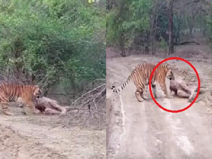 Tiger Video: Tiger hunts camel, tourists capture hunter's thrill in mobile | Tiger Video: वाघाने केली उंटाची शिकार, पर्यटकांनी मोबाईलमध्ये कैद केला शिकारीचा थरार Tiger Video: Tiger hunts camel, tourists capture hunter's thrill in mobile | Tiger Video: वाघाने केली उंटाची शिकार, पर्यटकांनी मोबाईलमध्ये कैद केला शिकारीचा थरार