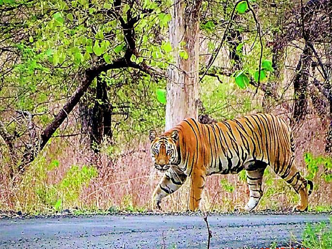 'Pinky' tigress gave birth to two cubs in Bor Tiger Reserve | बोर व्याघ्रतील राजकन्या ‘पिंकी’ने दिली नववर्षात वन्यजीवप्रेमींना गुड न्यूज! 'Pinky' tigress gave birth to two cubs in Bor Tiger Reserve | बोर व्याघ्रतील राजकन्या ‘पिंकी’ने दिली नववर्षात वन्यजीवप्रेमींना गुड न्यूज!
