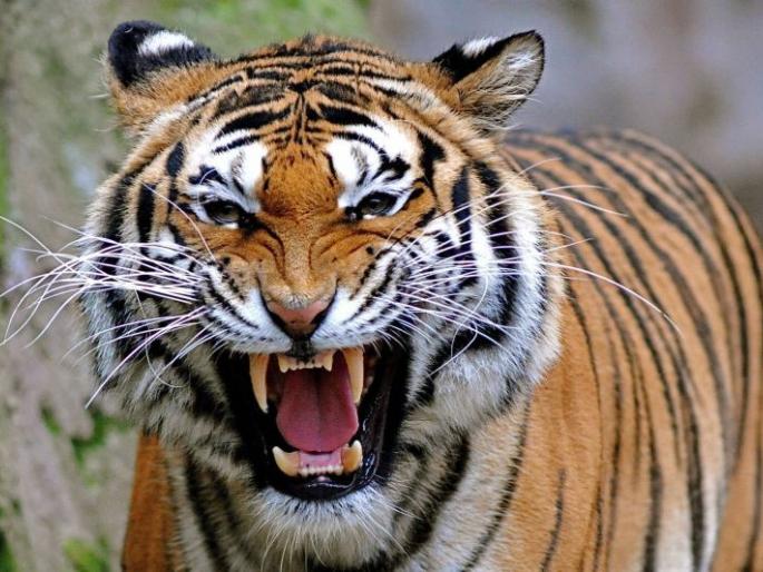 The tiger broke into the house and killed the woman | चक्क घरात शिरून वाघाने महिलेला केले ठार; सिंदेवाही तालुक्यातील घटना The tiger broke into the house and killed the woman | चक्क घरात शिरून वाघाने महिलेला केले ठार; सिंदेवाही तालुक्यातील घटना