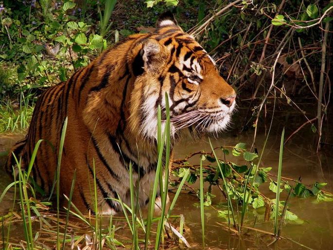 Concerns about 'NTCA' regarding tiger conservation | व्याघ्र संरक्षणाबाबत ‘एनटीसीए’त चिंता Concerns about 'NTCA' regarding tiger conservation | व्याघ्र संरक्षणाबाबत ‘एनटीसीए’त चिंता