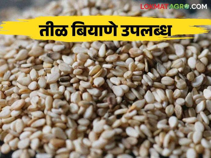 Latest news til biyane Sesame flower full seeds available for sale, simple contact here | Sesame Seeds : तिळीचे फुले पुर्णा या वाणाचे बियाणे विक्रीसाठी उपलब्ध, इथं साधा संपर्क Latest news til biyane Sesame flower full seeds available for sale, simple contact here | Sesame Seeds : तिळीचे फुले पुर्णा या वाणाचे बियाणे विक्रीसाठी उपलब्ध, इथं साधा संपर्क