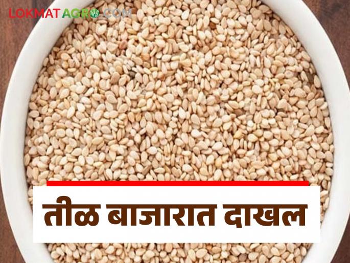 Til Bajar Bhav : Inflow of sesame in the market is increasing; Read the price in detail | Til Bajar Bhav : बाजारात तीळाची आवक वाढतेय; असा मिळतोय भाव ते वाचा सविस्तर Til Bajar Bhav : Inflow of sesame in the market is increasing; Read the price in detail | Til Bajar Bhav : बाजारात तीळाची आवक वाढतेय; असा मिळतोय भाव ते वाचा सविस्तर