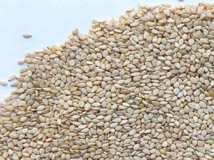 The price of Til seeds has increased due to the drop in production in Aurangabad | औरंगाबादेत उत्पादन घटल्याने तिळाचे भाव वधारले The price of Til seeds has increased due to the drop in production in Aurangabad | औरंगाबादेत उत्पादन घटल्याने तिळाचे भाव वधारले