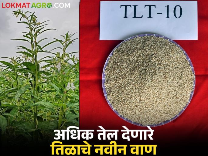 New sesame variety available in all three seasons; Parbhani Agricultural University research | तिनही हंगामात येणारा तिळाचा नवीन वाण आला; परभणी कृषी विद्यापीठाचे संशोधन New sesame variety available in all three seasons; Parbhani Agricultural University research | तिनही हंगामात येणारा तिळाचा नवीन वाण आला; परभणी कृषी विद्यापीठाचे संशोधन
