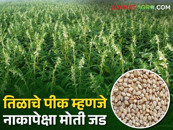 Income low Expenditure high; This year, getting the sesame seeds for the farmers means pearls are heavier than noses! | आमदनी अठ्ठन्नी खर्चा रुपया; यावर्षी शेतकऱ्यांना तिळाचे उत्पादन घेणे म्हणजे नाकापेक्षा मोती जड! Income low Expenditure high; This year, getting the sesame seeds for the farmers means pearls are heavier than noses! | आमदनी अठ्ठन्नी खर्चा रुपया; यावर्षी शेतकऱ्यांना तिळाचे उत्पादन घेणे म्हणजे नाकापेक्षा मोती जड!