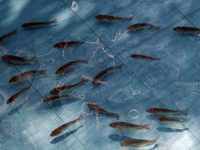 Be careful of 'tilapia fish' while fishing | मासेपालन करताना 'जिलेबी' पासून रहा सावधान, अन्यथा ओढवेल संकट Be careful of 'tilapia fish' while fishing | मासेपालन करताना 'जिलेबी' पासून रहा सावधान, अन्यथा ओढवेल संकट