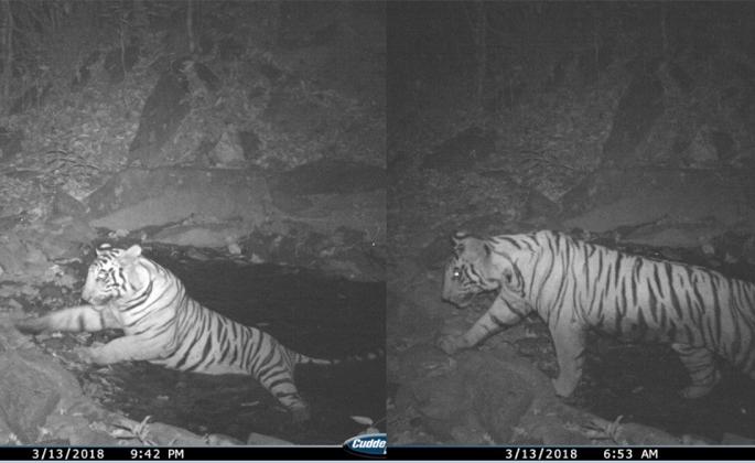 Communication of Waghini from Sahyadri Tiger Project to Goa | जागतिक व्याघ्र दिन विशेष : सह्याद्री व्याघ्र प्रकल्पातील वाघिणीचा गोव्यापर्यंत संचार Communication of Waghini from Sahyadri Tiger Project to Goa | जागतिक व्याघ्र दिन विशेष : सह्याद्री व्याघ्र प्रकल्पातील वाघिणीचा गोव्यापर्यंत संचार