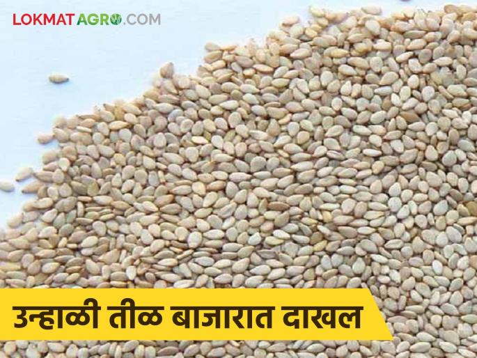 latest news Till Bajarbhav: Till has become a 'hot commodity'; Know in which market it is getting the highest price | Till Bajarbhav : तीळ झाला 'हॉट कमॉडिटी'; जाणून घ्या कोणत्या बाजारात मिळतोय सर्वाधिक दर latest news Till Bajarbhav: Till has become a 'hot commodity'; Know in which market it is getting the highest price | Till Bajarbhav : तीळ झाला 'हॉट कमॉडिटी'; जाणून घ्या कोणत्या बाजारात मिळतोय सर्वाधिक दर