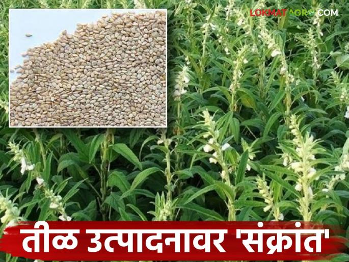 latest news Til Market Update: Rains have 'changed' sesame production; Chances of price hike have increased again! | Til Market Update: तीळ उत्पादनावर पावसाची ‘संक्रांत’; दरवाढीची शक्यता पुन्हा वाढली! latest news Til Market Update: Rains have 'changed' sesame production; Chances of price hike have increased again! | Til Market Update: तीळ उत्पादनावर पावसाची ‘संक्रांत’; दरवाढीची शक्यता पुन्हा वाढली!
