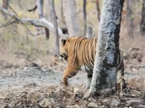 Visitation of a very strong 'star' tiger in Tipeshwar Sanctuary | टिपेश्वर अभयारण्यात अतिशय तगड्या 'स्टार' या वाघाचे  दर्शन Visitation of a very strong 'star' tiger in Tipeshwar Sanctuary | टिपेश्वर अभयारण्यात अतिशय तगड्या 'स्टार' या वाघाचे  दर्शन