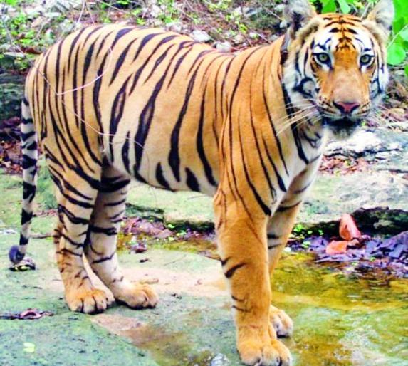That tiger is now on its way back, traveling 1,500 km | दीड हजार किमीचा प्रवास करून 'तो' वाघ आता परतीच्या वाटेवर 