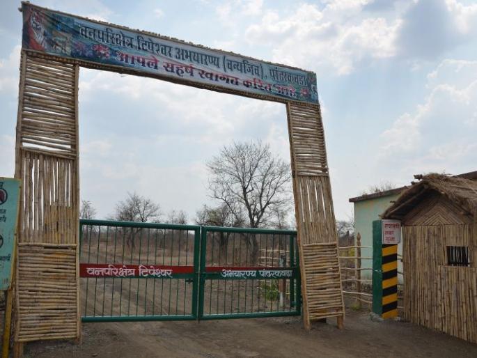 Due to human interference, Tipeshwar Wildlife Sanctuary threatens | मानवी हस्तक्षेपामुळे टिपेश्वर वन्यजीव अभयारण्य धोक्यात Due to human interference, Tipeshwar Wildlife Sanctuary threatens | मानवी हस्तक्षेपामुळे टिपेश्वर वन्यजीव अभयारण्य धोक्यात