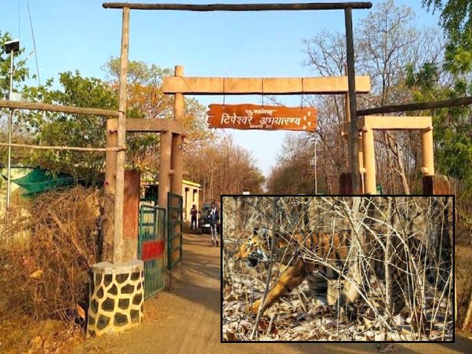 More than 16 tigers in Tipeshwar sanctuary, but still didn't get the status of a tiger reserve | १६ हून अधिक वाघ; तरीही 'टिपेश्वर'ला व्याघ्र प्रकल्पाचा दर्जा मिळेना More than 16 tigers in Tipeshwar sanctuary, but still didn't get the status of a tiger reserve | १६ हून अधिक वाघ; तरीही 'टिपेश्वर'ला व्याघ्र प्रकल्पाचा दर्जा मिळेना