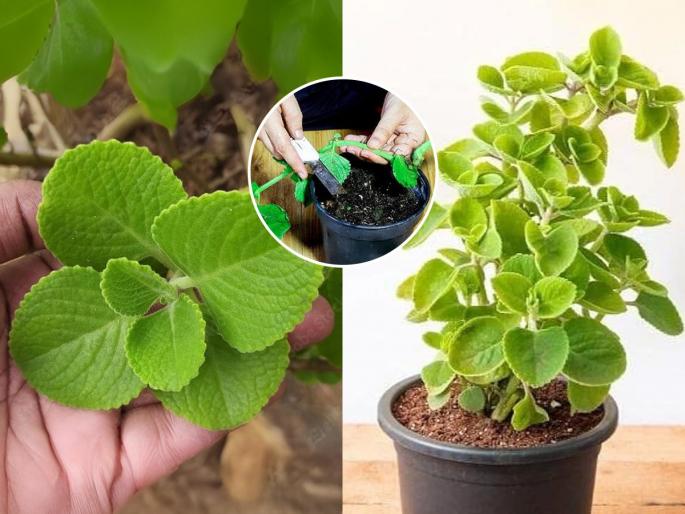 tips and tricks to grow celery how to grow ajwain plant at home | ओव्याचा भजी करा-ओव्याचा चहा! ‘असे’ लावा ओव्याचे रोप कुंडीत, अनेक आजारांवर उत्तम औषध...