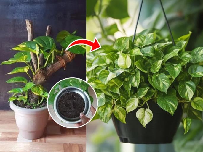 how to make money plant grow faster tips to grow money plant tall and healthy best fertilizer for money plant growth watering tips for money plant money plant care guide for fast growth | हिरव्यागार पानांचा घनदाट मनी प्लांट घरी हवा? पाहा पाणी घालण्याची योग्य पद्धत, मनी प्लांट वाढेल भरभर...