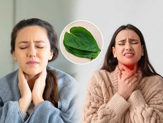 ayurvedic home remedy for sore throat how to use betel leaf for throat pain natural remedy for cough & cold | हिवाळ्यात घशाची खवखव- सर्दी - खोकल्यावर नागवेलीच्या पानांचा रामबाण उपाय - एकदाच करा मिळेल आराम... ayurvedic home remedy for sore throat how to use betel leaf for throat pain natural remedy for cough & cold | हिवाळ्यात घशाची खवखव- सर्दी - खोकल्यावर नागवेलीच्या पानांचा रामबाण उपाय - एकदाच करा मिळेल आराम...