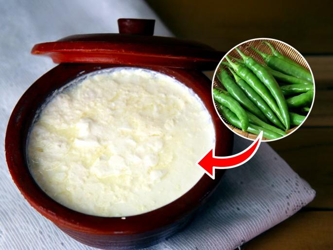 Tips & Tricks How To Make Thick Curd At Home With Green Chilli how to make thick curd at home green chilli trick for curd homemade curd making hacks natural way to set curd | घट्ट कवडी दही लावण्यासाठी मिरचीची एक ट्रिक, अधमुरं दही होईल मस्त! विरजणाचीही गरज नाही...