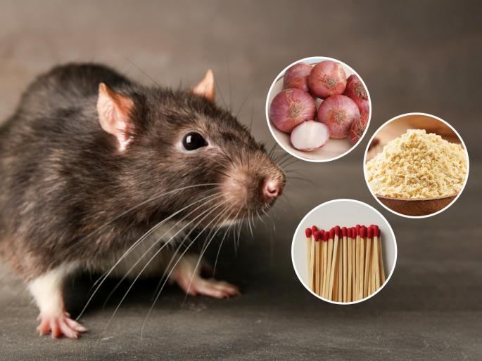 natural homemade rat repellent how to get rid of mice at home home remedies to keep mice away homemade solutions for rat problem | घरातील उंदीर जातील पळून! कांदा, चमचाभर बेसन आणि माचिसच्या काड्यांचा देसी उपाय - उंदीर दिसणारच नाहीत...