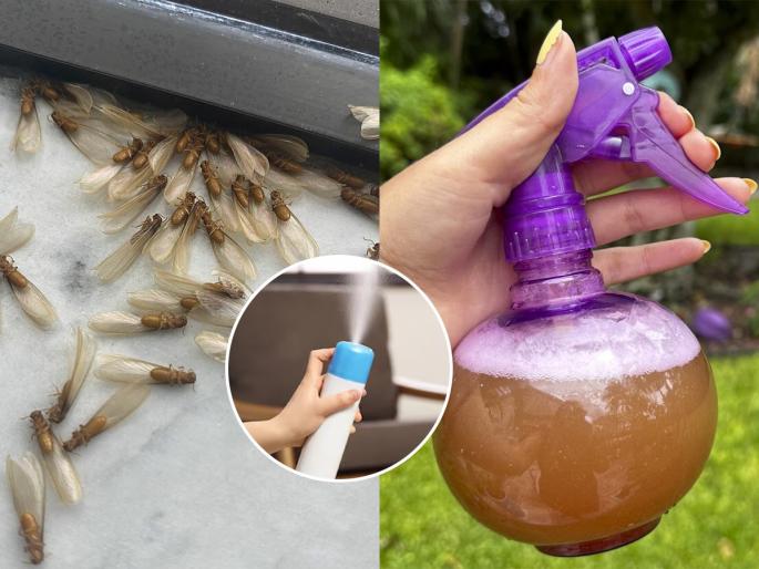 tips & tricks rainy season insects remedy save your house from monsoon fly make homemade spray with 3 ingredients | पावसाळ्यात लाईटभोवती भरमसाठ किडे घोंघावतात तेव्हा करा 'हा' घरगुती उपाय- दरवर्षीचा त्रास गायब...