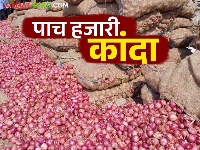 Kanda Bajar Bhav: In Nagar District in this market committee the price of onion at five and a half thousand rupees read in detail | Kanda Bajar Bhav : नगर जिल्ह्यात या बाजार समितीत कांद्याला साडेपाच हजार रुपये भाव वाचा सविस्तर Kanda Bajar Bhav: In Nagar District in this market committee the price of onion at five and a half thousand rupees read in detail | Kanda Bajar Bhav : नगर जिल्ह्यात या बाजार समितीत कांद्याला साडेपाच हजार रुपये भाव वाचा सविस्तर