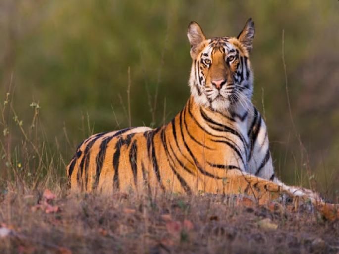 ‘Inbreeding’ threatens to weaken a new generation of tigers; Findings in the researchers' report | ‘इनब्रिडिंग’मुळे वाघांची नवी पिढी कमकुवत होण्याचा धोका; संशोधकांच्या रिपोर्टमध्ये निष्कर्ष ‘Inbreeding’ threatens to weaken a new generation of tigers; Findings in the researchers' report | ‘इनब्रिडिंग’मुळे वाघांची नवी पिढी कमकुवत होण्याचा धोका; संशोधकांच्या रिपोर्टमध्ये निष्कर्ष
