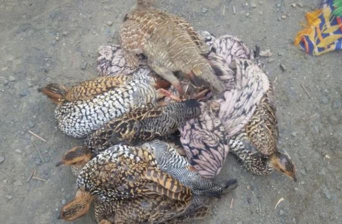 Lave, Titar birds hunting, Eater do not worry | जीवाने मरतात लावे-तितिर, खवैयांना नाही फिकीर Lave, Titar birds hunting, Eater do not worry | जीवाने मरतात लावे-तितिर, खवैयांना नाही फिकीर