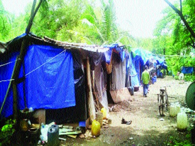 Increasing number of unauthorized hamlets by conspiring to kill Kharsfuti in Varsova | वर्सोव्यात तिवरांवर संकट, खारफुटीची कत्तल करून अनधिकृत झोपड्यांची वाढती संख्या Increasing number of unauthorized hamlets by conspiring to kill Kharsfuti in Varsova | वर्सोव्यात तिवरांवर संकट, खारफुटीची कत्तल करून अनधिकृत झोपड्यांची वाढती संख्या