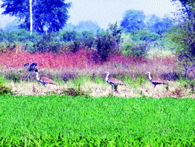 The risk of survival of the greedy person, the favor of the participants | माळढोकचे अस्तित्व धोक्यात, पक्षिप्रेमींची खंत The risk of survival of the greedy person, the favor of the participants | माळढोकचे अस्तित्व धोक्यात, पक्षिप्रेमींची खंत