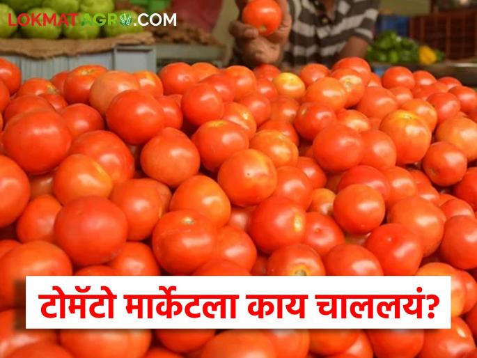 Latest News Tomato Bajarbhav Prices fall in Pune, good prices in Kalyan market, see market price | Tomato Bajarbhav : पुण्यात दर घसरले, तर कल्याण बाजारात चांगला भाव, वाचा आजचे टोमॅटो बाजारभाव Latest News Tomato Bajarbhav Prices fall in Pune, good prices in Kalyan market, see market price | Tomato Bajarbhav : पुण्यात दर घसरले, तर कल्याण बाजारात चांगला भाव, वाचा आजचे टोमॅटो बाजारभाव