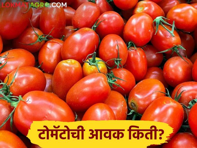 Latest News Tomato Market Pimpalgaon market received three lakh tomato carats, see market price | Tomato Market : पिंपळगाव मार्केटला तीन लाख टोमॅटो कॅरेटची आवक, काय भाव मिळाला?  Latest News Tomato Market Pimpalgaon market received three lakh tomato carats, see market price | Tomato Market : पिंपळगाव मार्केटला तीन लाख टोमॅटो कॅरेटची आवक, काय भाव मिळाला?
