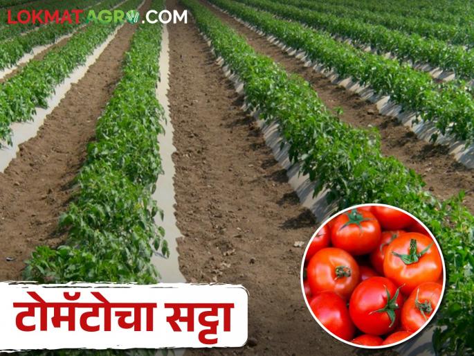 Last year the price of tomatoes hike, this year there is start early planting | गेल्या वर्षी टोमॅटोचे दर गगनाला भिडल्याने यंदा लागवडीची लगबग Last year the price of tomatoes hike, this year there is start early planting | गेल्या वर्षी टोमॅटोचे दर गगनाला भिडल्याने यंदा लागवडीची लगबग