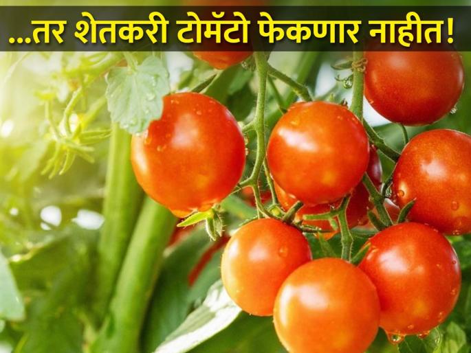 How did tomato cultivation start in Narayangaon-Junnar area? | ..अन् महाराष्ट्रातील नारायणगाव-जुन्नर परिसर बनला 'टोमॅटो हब'; कशी झाली सुरुवात? How did tomato cultivation start in Narayangaon-Junnar area? | ..अन् महाराष्ट्रातील नारायणगाव-जुन्नर परिसर बनला 'टोमॅटो हब'; कशी झाली सुरुवात?