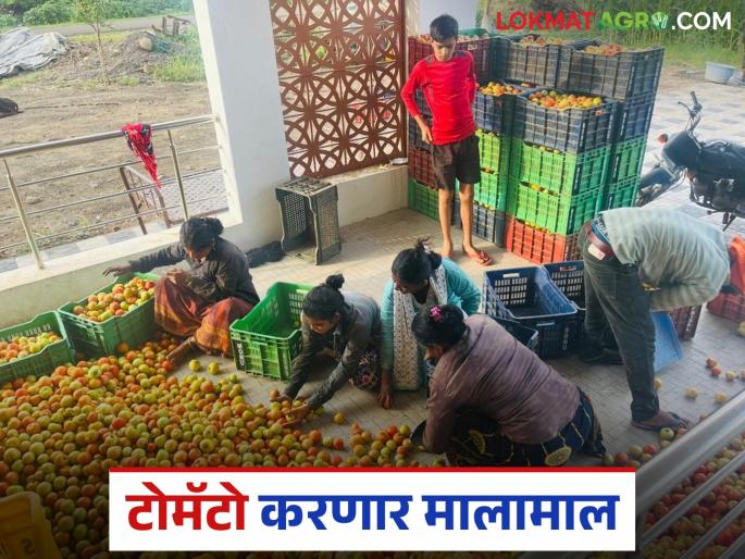 Tomato Bazaar Bhav : Tomatoes are getting the highest price in this market committee of solapur district | Tomato Bajar Bhav : सोलापूर जिल्ह्यातील 'या' बाजार समितीत टोमॅटोला मिळतोय सर्वाधिक भाव Tomato Bazaar Bhav : Tomatoes are getting the highest price in this market committee of solapur district | Tomato Bajar Bhav : सोलापूर जिल्ह्यातील 'या' बाजार समितीत टोमॅटोला मिळतोय सर्वाधिक भाव