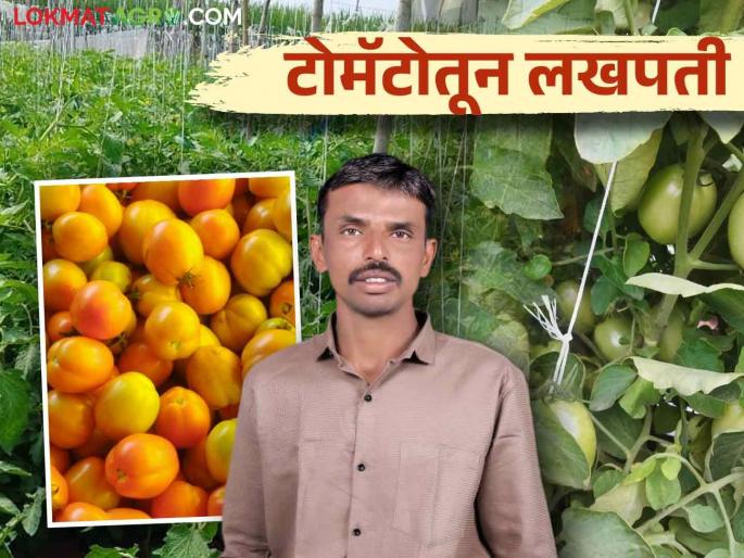 Young Farmer Success Story: Ranjith earned 15 lakhs in the tomato crop with a record yield of 39 tones per acre | Young Farmer Success Story: टोमॅटो पिकामध्ये एकरी ३९ टनाचे विक्रमी उत्पादन घेत रणजितने कमविले तब्बल १५ लाख Young Farmer Success Story: Ranjith earned 15 lakhs in the tomato crop with a record yield of 39 tones per acre | Young Farmer Success Story: टोमॅटो पिकामध्ये एकरी ३९ टनाचे विक्रमी उत्पादन घेत रणजितने कमविले तब्बल १५ लाख