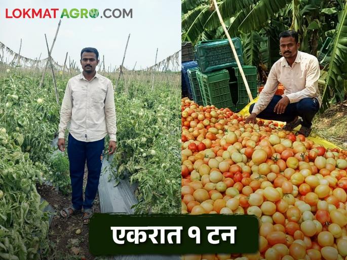 Young Farmer Amol did vegetable farming; Lakhpati from tomatoes crop | Young Farmer Success Story आष्ट्याच्या अमोलने केली भाजीपाल्याची शेती; टोमॅटोतून झाला लखपती Young Farmer Amol did vegetable farming; Lakhpati from tomatoes crop | Young Farmer Success Story आष्ट्याच्या अमोलने केली भाजीपाल्याची शेती; टोमॅटोतून झाला लखपती