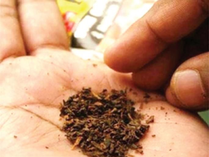 The idea of raising the legal age for tobacco consumption | तंबाखू सेवनासाठी कायदेशीर वय वाढविण्याचा विचार The idea of raising the legal age for tobacco consumption | तंबाखू सेवनासाठी कायदेशीर वय वाढविण्याचा विचार