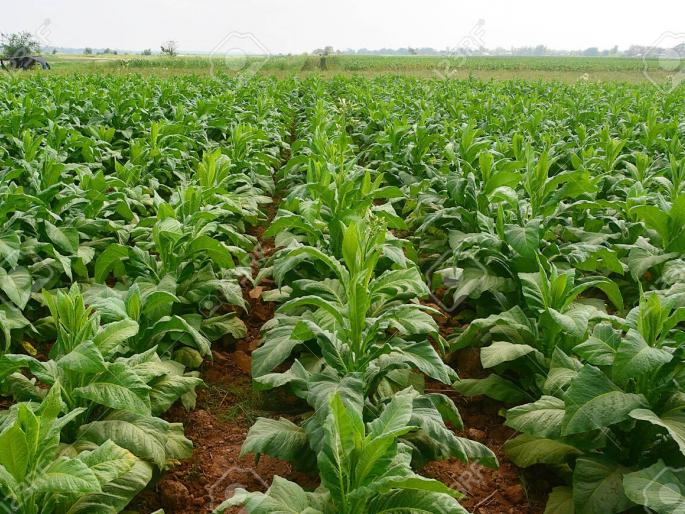 Deadly tobacco, will save lives? | जीवघेणी तंबाकू, जीवही वाचवेल? Deadly tobacco, will save lives? | जीवघेणी तंबाकू, जीवही वाचवेल?