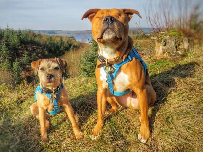 Blind Staffie cross has his own guide dog who helps him around | कुत्र्यांची दिल-दोस्ती-दुनियादारी; डोळे नसलेल्या एमससाठी टॉबी झाला 'मितवा'!